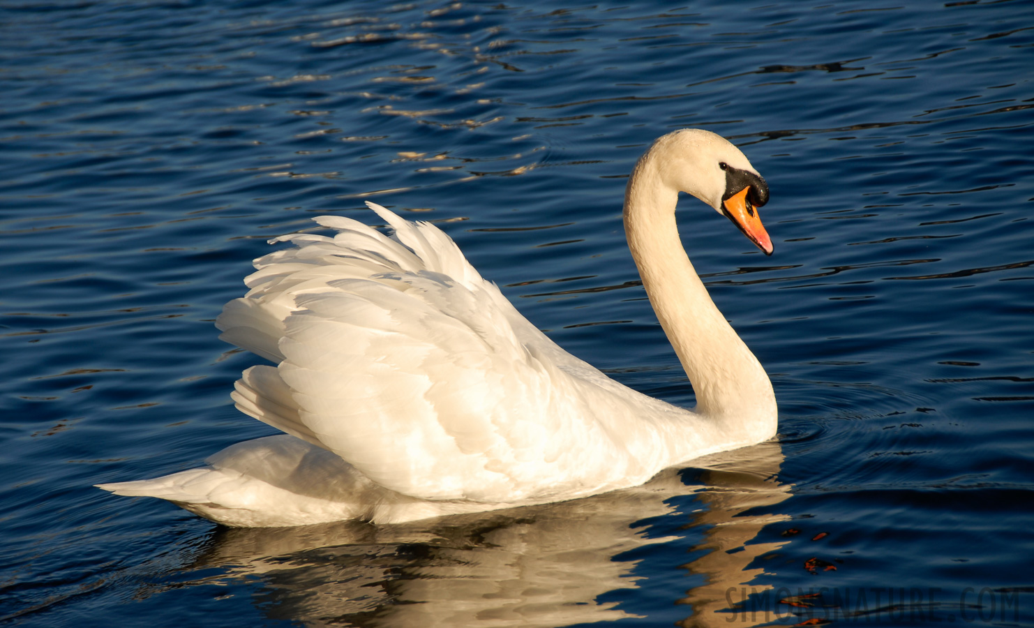 Cygnus olor [150 mm, 1/250 Sek. bei f / 8.0, ISO 100]